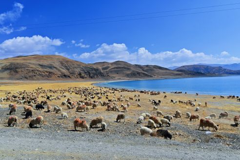國(guó)青旅行社